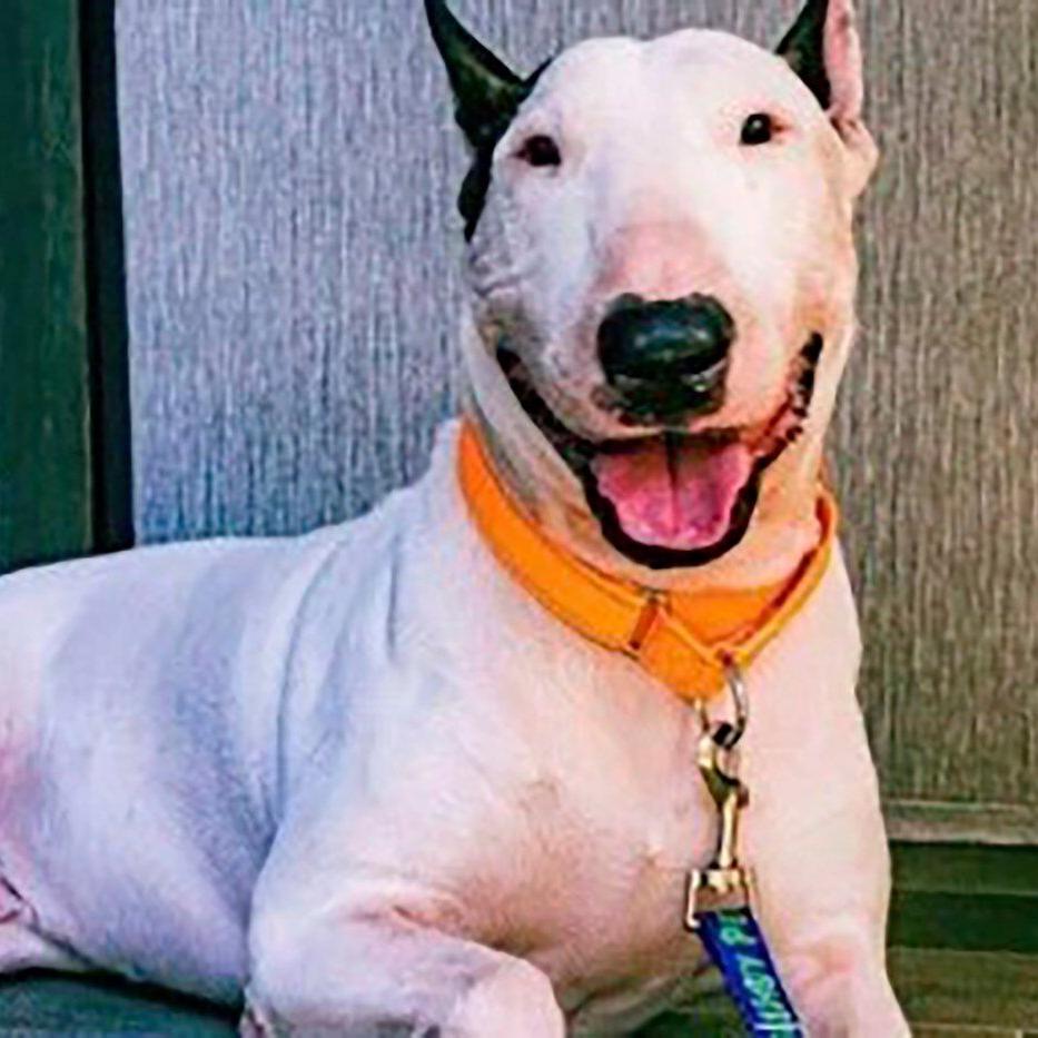 Criminal charges dropped against Florida man who abandoned dog before Hurricane Milton's landfall